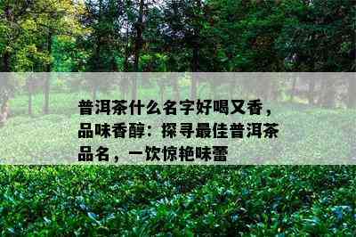 普洱茶什么名字好喝又香，品味香醇：探寻更佳普洱茶品名，一饮惊艳味蕾