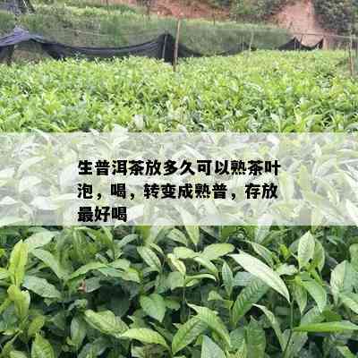 生普洱茶放多久可以熟茶叶泡，喝，转变成熟普，存放更好喝