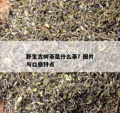 野生古树茶是什么茶？图片与口感特点