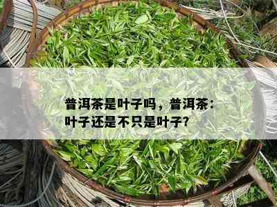 普洱茶是叶子吗，普洱茶：叶子还是不只是叶子？