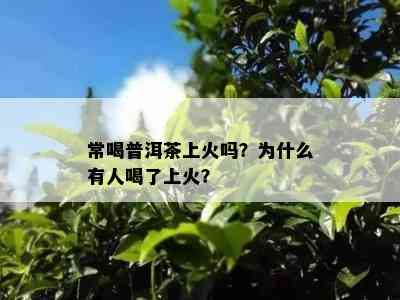 常喝普洱茶上火吗？为什么有人喝了上火？