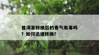 普洱茶转换后的香气有吗？如何迅速转换？