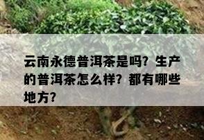 云南永德普洱茶是吗？生产的普洱茶怎么样？都有哪些地方？