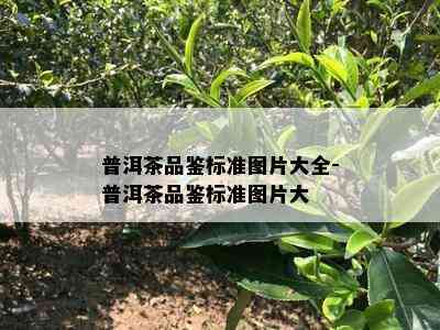 普洱茶品鉴标准图片大全-普洱茶品鉴标准图片大