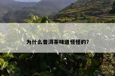 为什么普洱茶味道怪怪的？