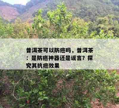 普洱茶可以防癌吗，普洱茶：是防癌神器还是谣言？探究其抗癌效果