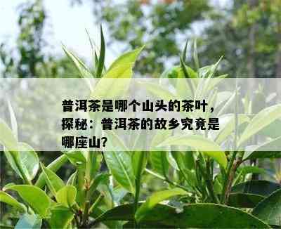 普洱茶是哪个山头的茶叶，探秘：普洱茶的故乡究竟是哪座山？