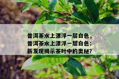 普洱茶水上漂浮一层白色，普洱茶水上漂浮一层白色：新发现揭示茶叶中的奥秘？