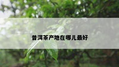 普洱茶产地在哪儿更好