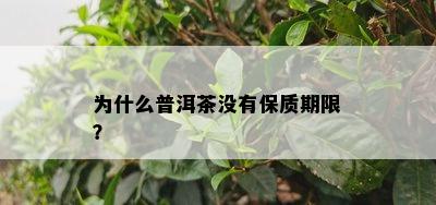 为什么普洱茶没有保质期限？