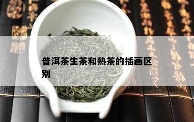 普洱茶生茶和熟茶的插画区别