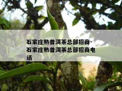 石家庄熟普洱茶总部招商-石家庄熟普洱茶总部招商电话