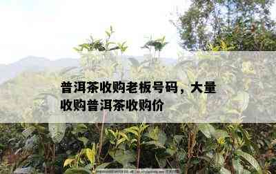 普洱茶收购老板号码，大量收购普洱茶收购价