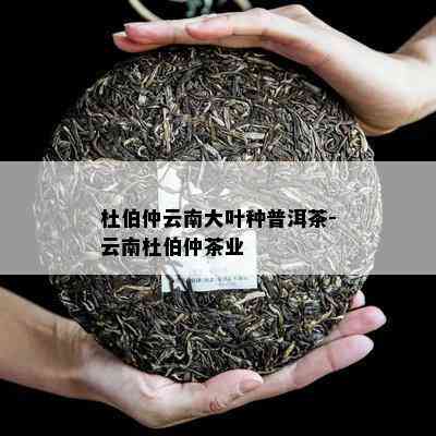 杜伯仲云南大叶种普洱茶-云南杜伯仲茶业