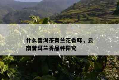 什么普洱茶有兰花香味，云南普洱兰香品种探究