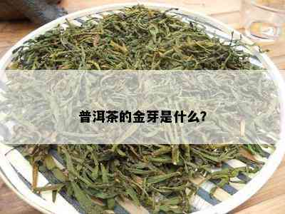 普洱茶的金芽是什么？