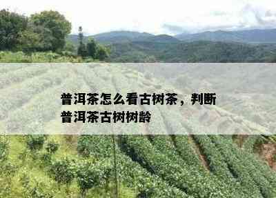 普洱茶怎么看古树茶，判断普洱茶古树树龄