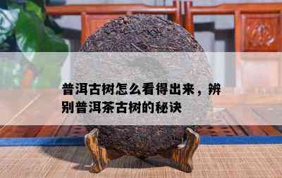 普洱古树怎么看得出来，辨别普洱茶古树的秘诀