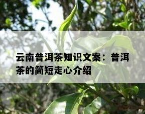 云南普洱茶知识文案：普洱茶的简短走心介绍