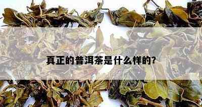 真正的普洱茶是什么样的？