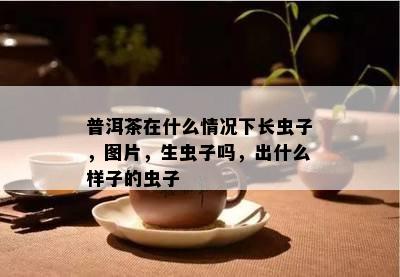 普洱茶在什么情况下长虫子，图片，生虫子吗，出什么样子的虫子