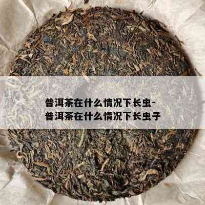 普洱茶在什么情况下长虫-普洱茶在什么情况下长虫子