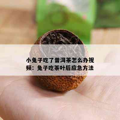 小兔子吃了普洱茶怎么办视频：兔子吃茶叶后应急方法