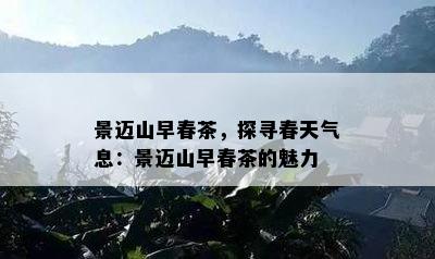 景迈山早春茶，探寻春天气息：景迈山早春茶的魅力