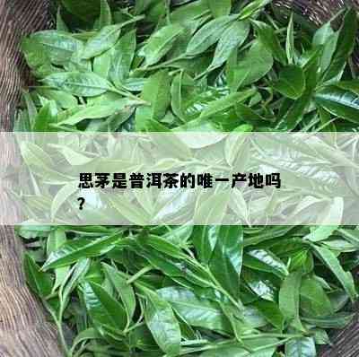 思茅是普洱茶的唯一产地吗？