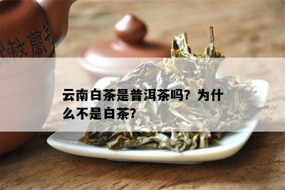 云南白茶是普洱茶吗？为什么不是白茶？