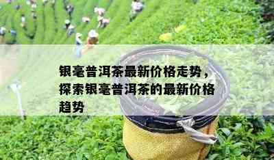 银毫普洱茶最新价格走势，探索银毫普洱茶的最新价格趋势