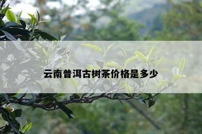 云南普洱古树茶价格是多少