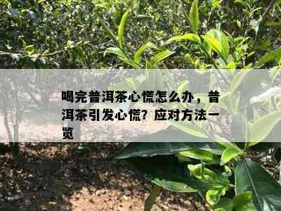 喝完普洱茶心慌怎么办，普洱茶引发心慌？应对方法一览