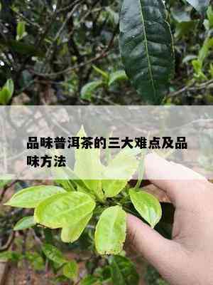 品味普洱茶的三大难点及品味方法