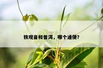 铁观音和普洱，哪个通便？