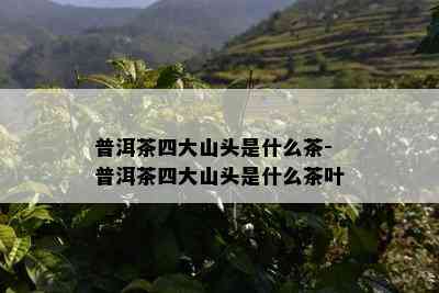 普洱茶四大山头是什么茶-普洱茶四大山头是什么茶叶