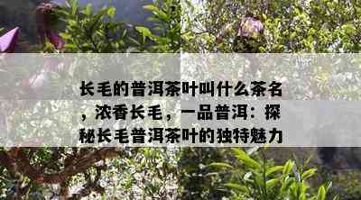 长毛的普洱茶叶叫什么茶名，浓香长毛，一品普洱：探秘长毛普洱茶叶的独特魅力