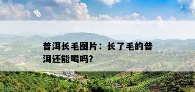 普洱长毛图片：长了毛的普洱还能喝吗？