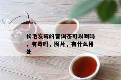 长毛发霉的普洱茶可以喝吗，有吗，图片，有什么用处