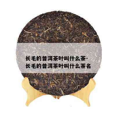 长毛的普洱茶叶叫什么茶-长毛的普洱茶叶叫什么茶名