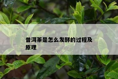 普洱茶是怎么发酵的过程及原理