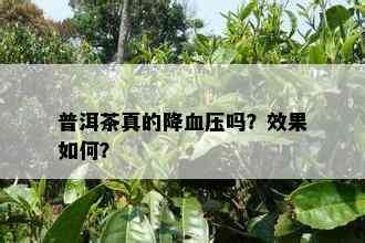 普洱茶真的降血压吗？效果如何？