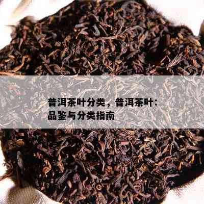 普洱茶叶分类，普洱茶叶：品鉴与分类指南