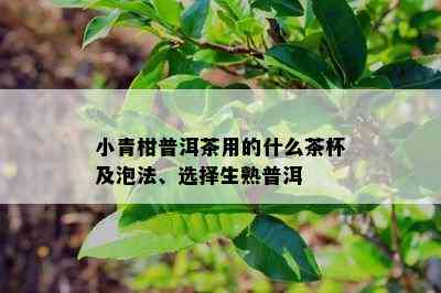 小青柑普洱茶用的什么茶杯及泡法、选择生熟普洱