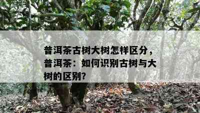 普洱茶古树大树怎样区分，普洱茶：如何识别古树与大树的区别？