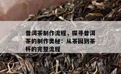 普洱茶制作流程，探寻普洱茶的制作奥秘：从茶园到茶杯的完整流程