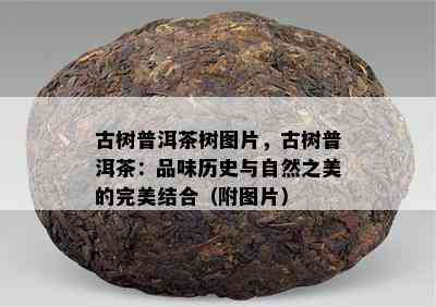 古树普洱茶树图片，古树普洱茶：品味历史与自然之美的完美结合（附图片）