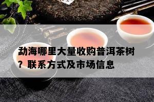 勐海哪里大量收购普洱茶树？联系方式及市场信息