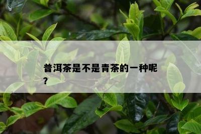 普洱茶是不是青茶的一种呢？