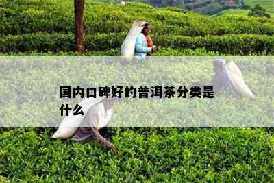 国内口碑好的普洱茶分类是什么